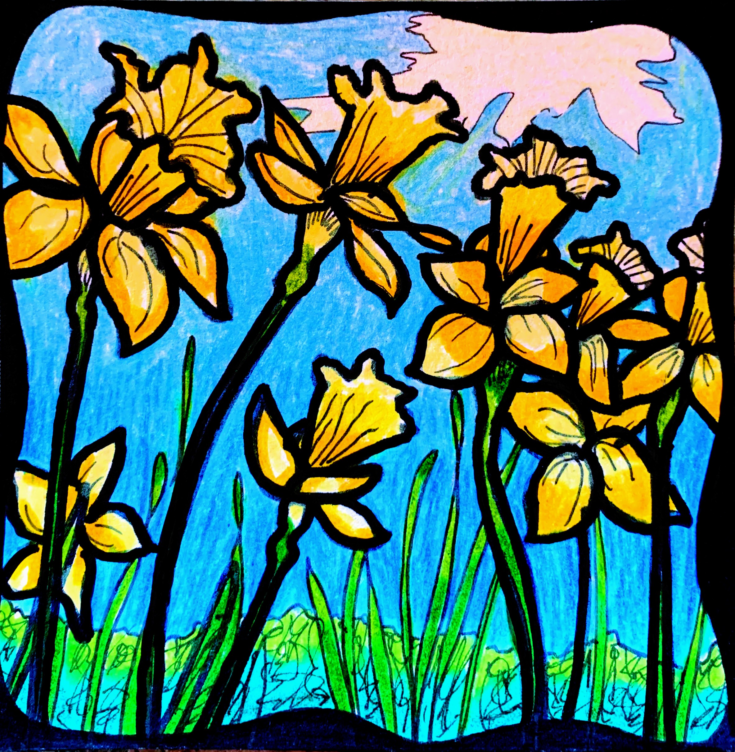 Daffodil – Colored Pencil